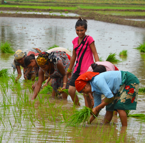 ClimateChange_women_paddy-f