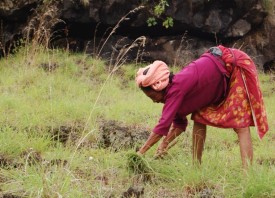 woman in field